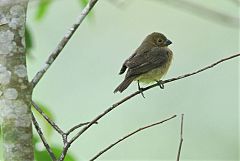 Sooty Grassquit